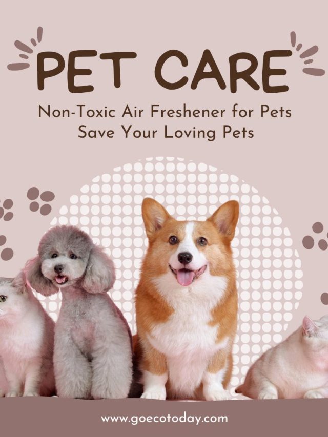 Non-Toxic Air Fresheners For Pets