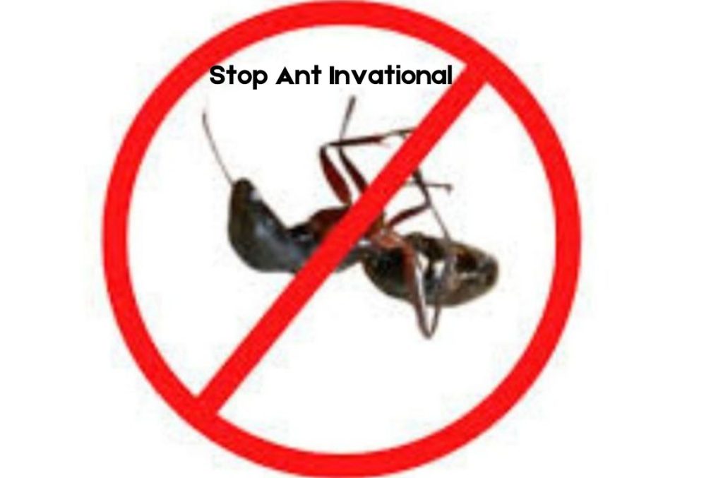 Natural Way to Get Rid of Ants